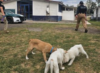 Rescatan a tres lomitos en Ãlvaro ObregÃ³n