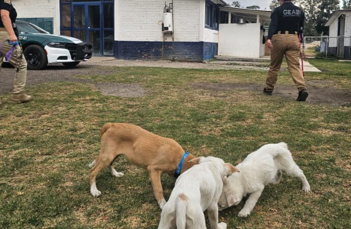 Rescatan a tres lomitos en Ãlvaro ObregÃ³n