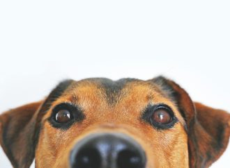 Asegura el futuro y bienestar de tu mascota en tu testamento