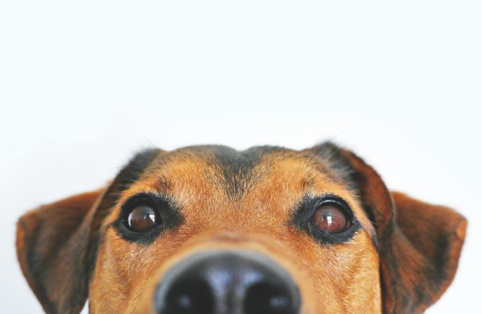 Asegura el futuro y bienestar de tu mascota en tu testamento